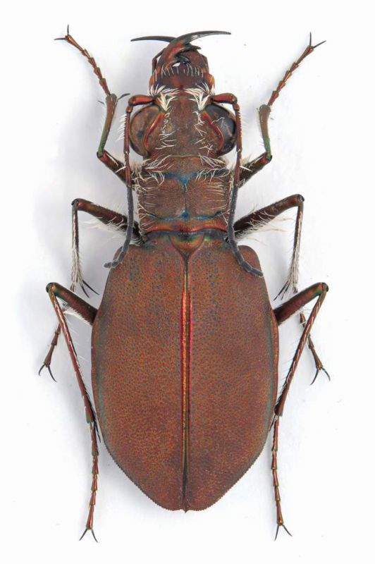 Cicindela concolor female lg. 15 mm.- Turkey - Abtalya Prov. - Loc. Demre - 07-V-2010.jpg