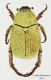 Hoplia_attilioi_piccola.jpg