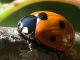 Coccinella septempunctata.JPG
