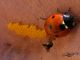 Coccinella septempunctata 3.JPG