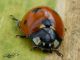 Coccinella septempunctata 2.jpg