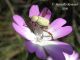 Hoplia-attilioi-03.jpg