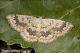 Cyclophora_Cyclophora_annularia_3609.jpg