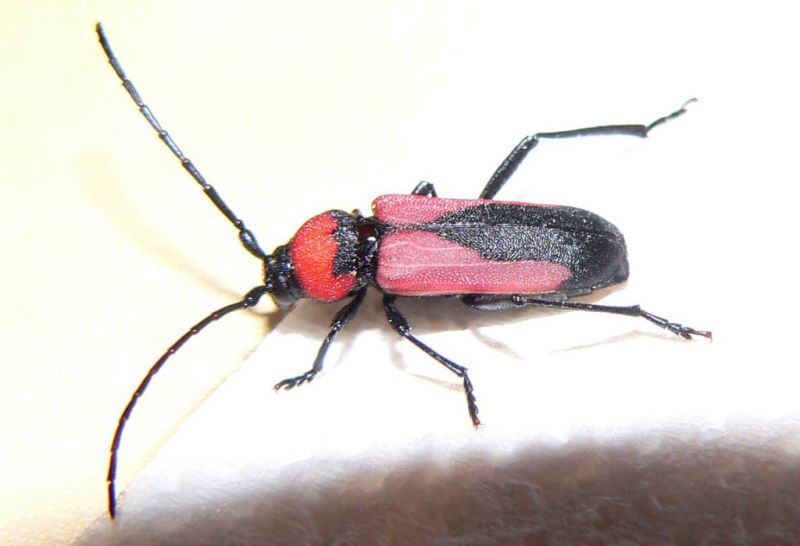 Purpuricenus Pelopones 1.JPG