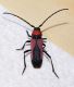 Purpuricenus Pelopones 3.JPG