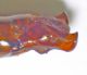 Pygopleurus-Iran-parameri.jpg