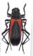 Purpuricenus sp. .JPG