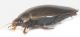Dytiscidae-later-x-web.jpg