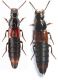 Astrapaeus ulmi (Rossi, 1790).jpg