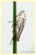 cicadella viridis (2).JPG