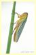 cicadella viridis (3).JPG