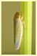 cicadella viridis.JPG
