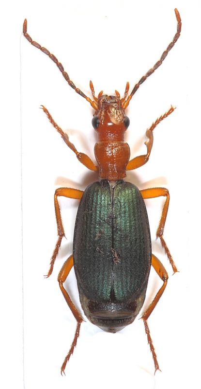 Brachinus-x-web.jpg