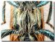 Trchodes sp.jpg