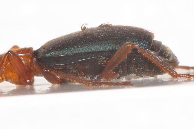 Brachinus dett1.JPG