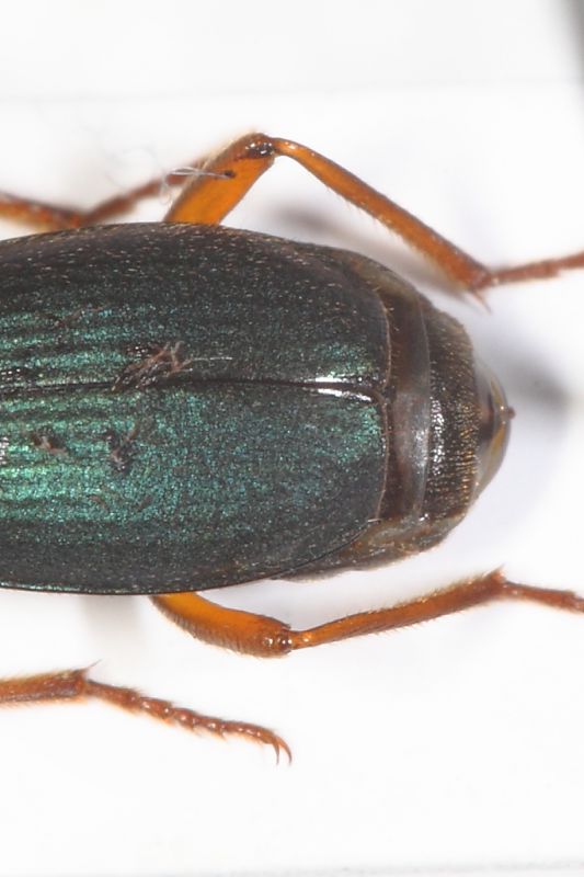 Brachinus dett2.JPG