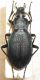 Pachycarabus.JPG