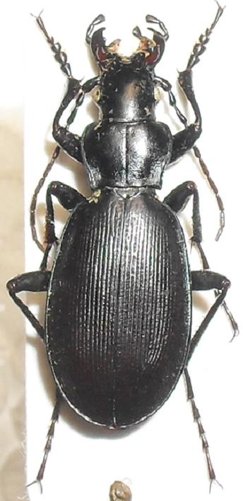 Carabus.JPG