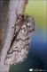 Traumatocampa_pityocampa_M_9953.jpg