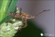 Leptoglossus_occidentalis_9981.jpg