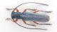 Phytoecia icterica.jpg