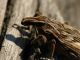 Maccarese_23-II-2011_OL001_part.JPG