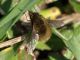 Maccarese_23-II-2011_OL015.JPG