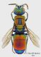 Chrysis_pulcherrima_pulcherrima_maschio_web.jpg