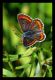 Aricia agestis.jpg