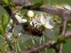 Maccarese_23-II-2011_OL050.JPG