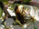 Maccarese_23-II-2011_OL049.JPG