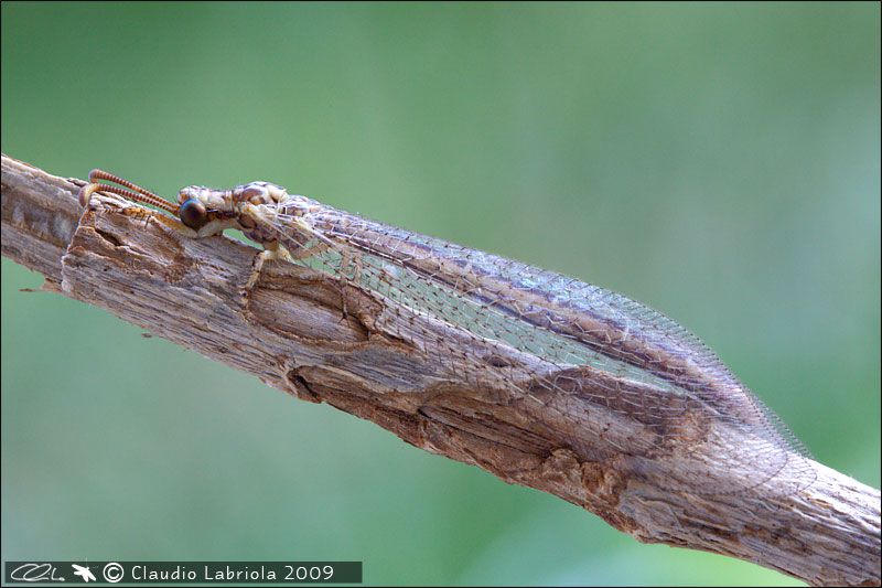 Macronemurus_appendiculatus_F_0156.jpg