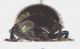 Chrysomelidae-Thai-frontal-x-web.jpg