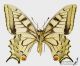 Papilio_machaon_v_s.jpg