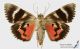 Catocala_sponsa_v_s.JPG