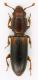 Rhizophagus_SanVittorino_20-II-2011_2,6mm.jpg