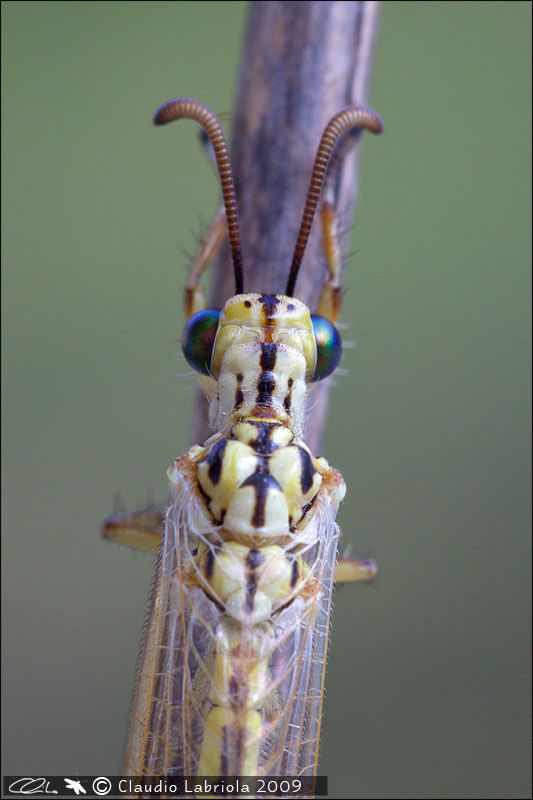 Myrmecaelurus_trigrammus_0384.jpg