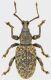 Otiorhynchus-3.jpg