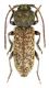 Trichoferus arenbergeri_male_013.jpg