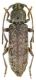 Trichoferus arenbergeri_female_017.jpg