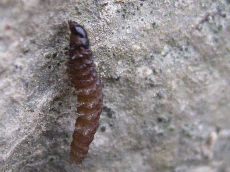 F044.25 - San Gregorio - 27 FEB 2011 065.jpg