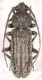Trichoferus georgioui_HT_male 019.jpg