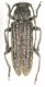 Trichoferus georgioui_female 021.jpg