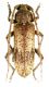 Trichoferus kotschyi_male_ 024.jpg