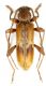 Trichoferus pallidus_Francia_male 028.jpg