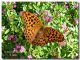 Argynnis paphia_femmina_Grecia_Gliki_ 24 giugno 2004.jpg