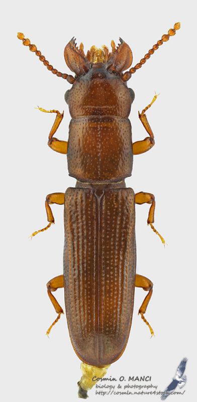 Prostomis_mandibularis_s.jpg