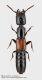 Gauropterus_fulgidus.jpg