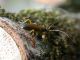 Grammoptera_ustulata_Arpino_Crataegus_14-III-2005.jpg