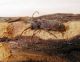 Trichoferus_antonioui_imago.JPG